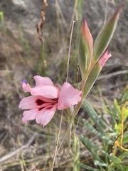 Gladiolus carneus