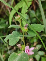 Urena procumbens
