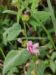 Urena procumbens