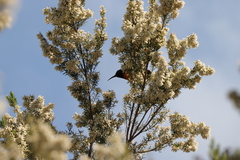 Anthobaphes violacea