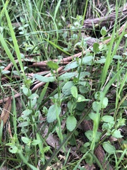 Gonocarpus tetragynus