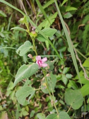 Urena procumbens