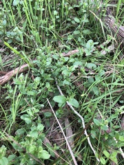 Gonocarpus tetragynus