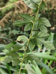 Urena procumbens