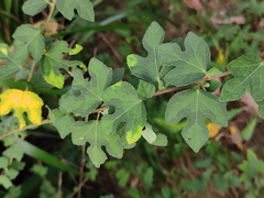 Urena procumbens