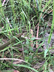 Gonocarpus tetragynus