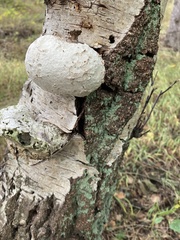Fomitopsis betulina