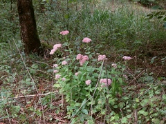 Hylotelephium maximum × spectabile