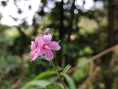 Urena procumbens
