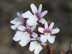 Nemesia bicornis