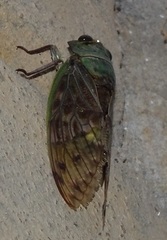 Cicadinae
