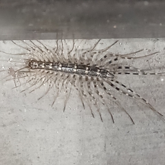 Thereuonema tuberculata