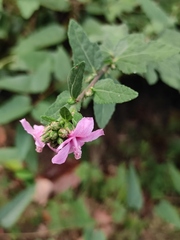 Urena procumbens
