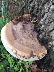 Ganoderma resinaceum