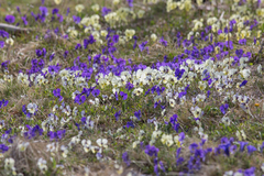 Viola altaica