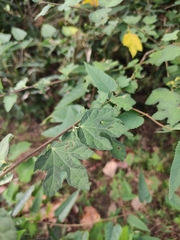 Urena procumbens