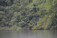 Dicrurus aeneus aeneus