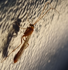 Ophion obscuratus