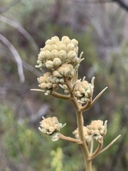 Astrotricha longifolia