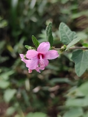 Urena procumbens