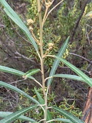 Astrotricha longifolia
