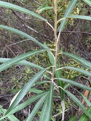 Astrotricha longifolia