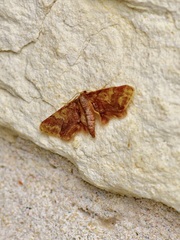 Idaea furciferata