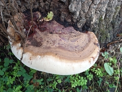 Ganoderma resinaceum