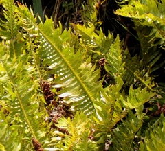 Blechnum