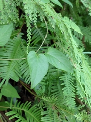 Paederia foetida