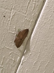 Epiphryne verriculata