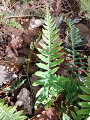 Polypodium interjectum