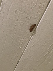 Epiphryne verriculata