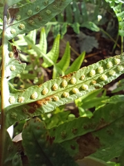 Polypodium interjectum