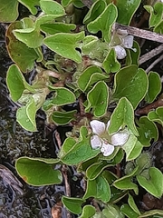 Falkia repens
