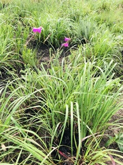 Dierama igneum