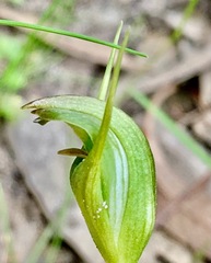 Pterostylis foliata