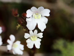 Nemesia bicornis