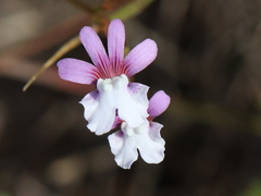 Nemesia bicornis