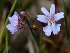 Nemesia bicornis