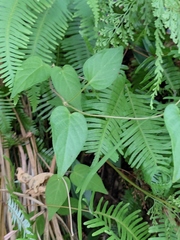 Paederia foetida