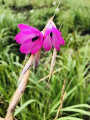 Dierama igneum