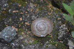 Quantula