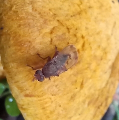 Suillia variegata
