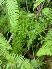 Lycopodium japonicum