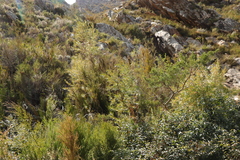 Empleurum unicapsulare