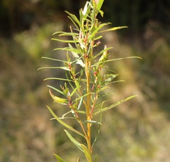 Empleurum unicapsulare