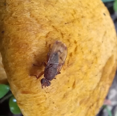 Suillia variegata