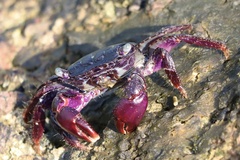 Metopograpsus messor
