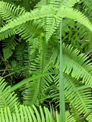 Lycopodium japonicum